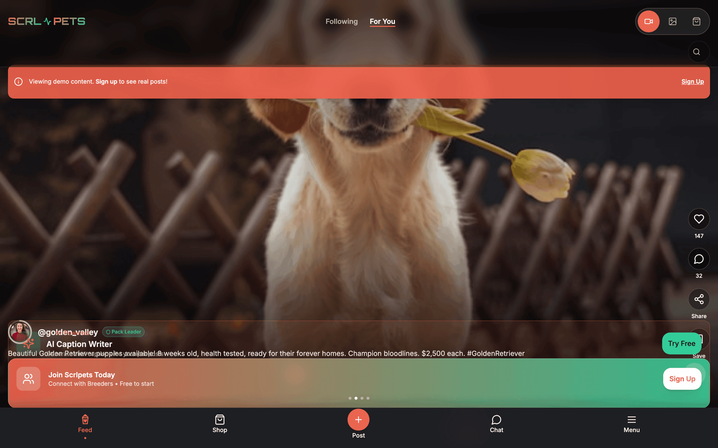 Scrlpets home feed — a full-stack social marketplace for animal breeders, built in-house at Synapse Dynamics.